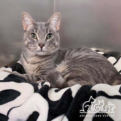GIBS - Domestic Short Hair available for adoption