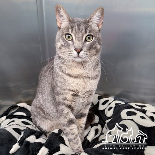 GIBS - Domestic Short Hair for adoption in Irvine
