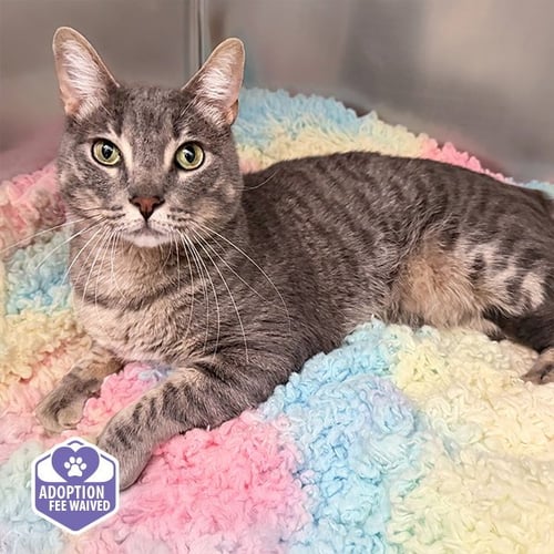 GIBS - Domestic Short Hair available for adoption