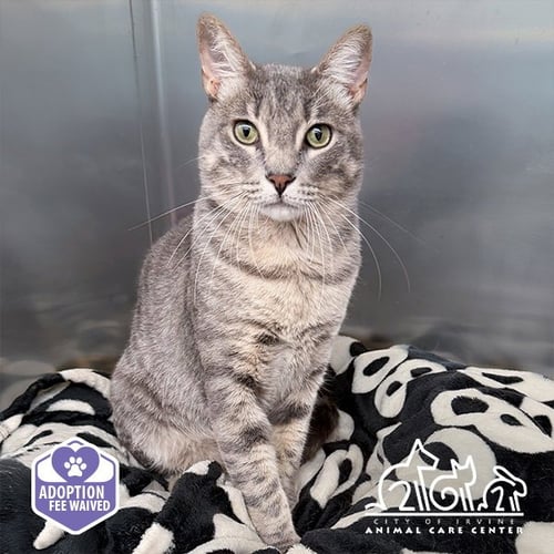 GIBS - Domestic Short Hair available for adoption