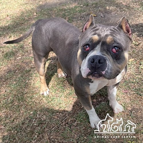 GIGI - Pit Bull Terrier available for adoption
