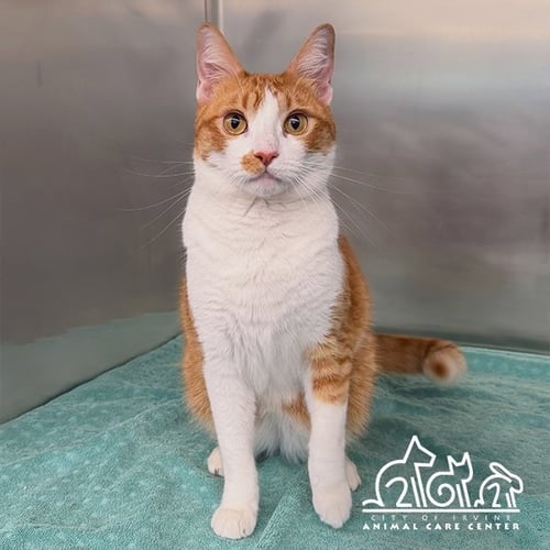 FELIX - Domestic Short Hair available for adoption