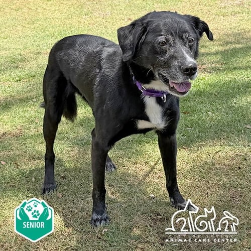 NERO - Labrador Retriever / German Shepherd Dog for adoption in Irvine