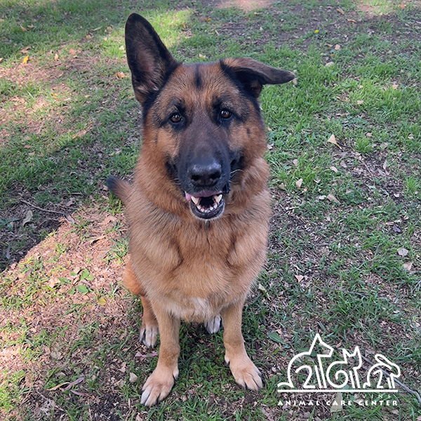 RUBY - German Shepherd Dog available for adoption
