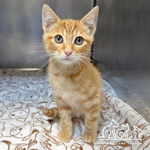CHARLIE - Domestic Short Hair available for adoption