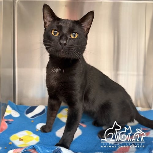 KURO - Domestic Short Hair available for adoption