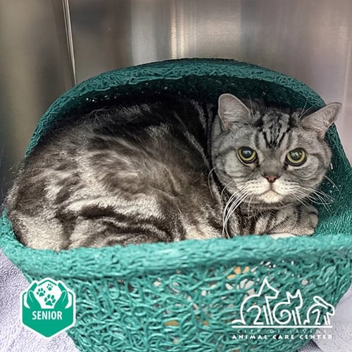 BEAR - British Shorthair available for adoption