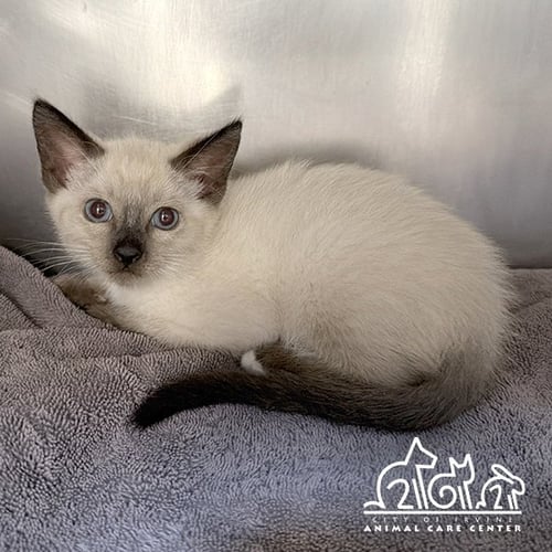 MALUAKA - Siamese available for adoption
