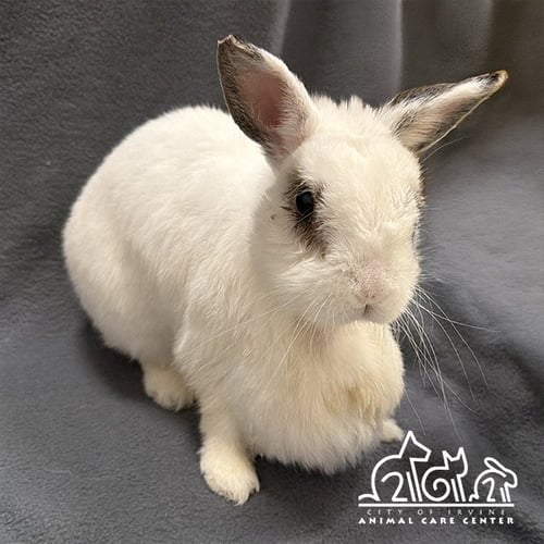 OSTARA - English Spot available for adoption