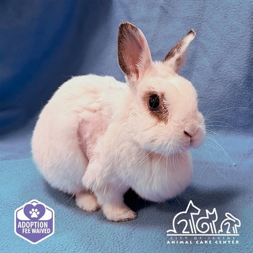 OSTARA - English Spot available for adoption