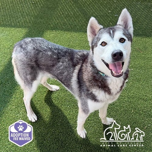 SNOW - Siberian Husky available for adoption