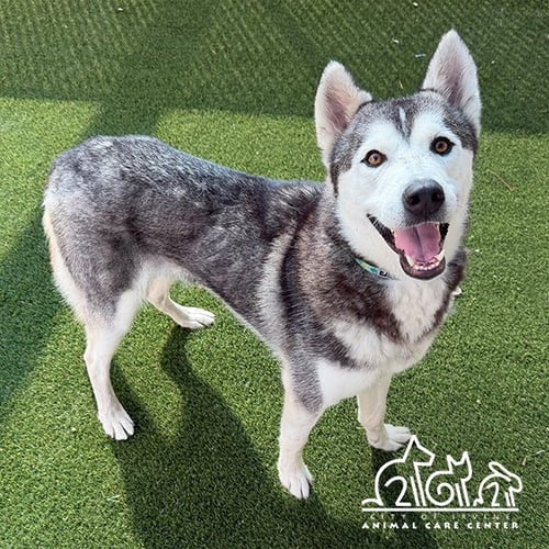 SNOW - Siberian Husky available for adoption