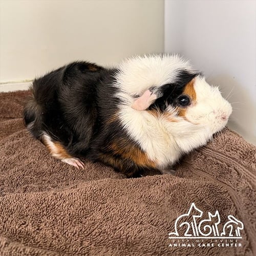 MS. PICKLES - Guinea Pig available for adoption