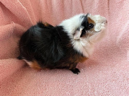 MS. PICKLES - Guinea Pig available for adoption
