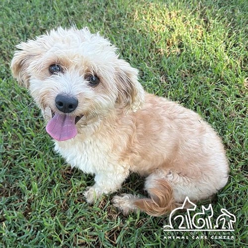 JACK - Terrier available for adoption