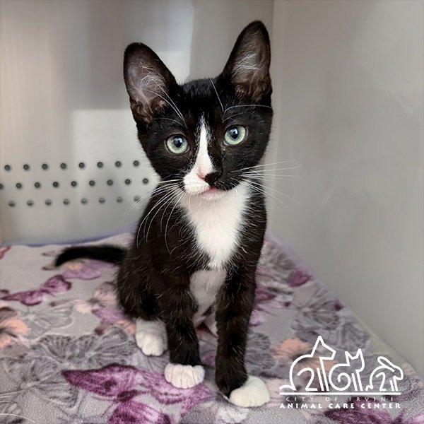 GIZMO Image