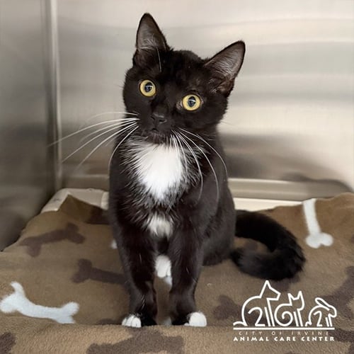 THELMA - Domestic Short Hair available for adoption