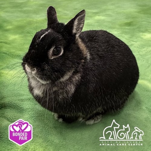 LICORICE - Dutch available for adoption