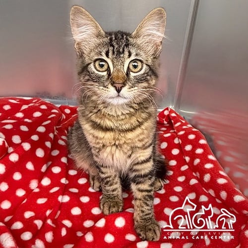 OWL - Domestic Medium Hair available for adoption