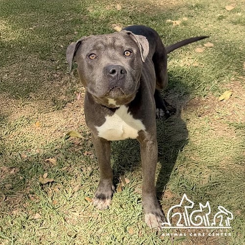 MOON - Pit Bull Terrier for adoption in Irvine
