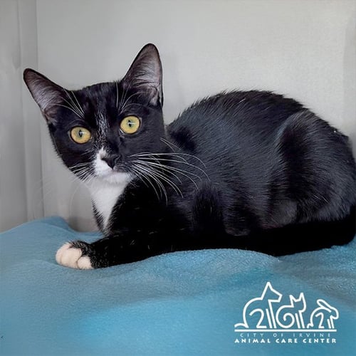 JUBBLY - Domestic Short Hair for adoption in Irvine