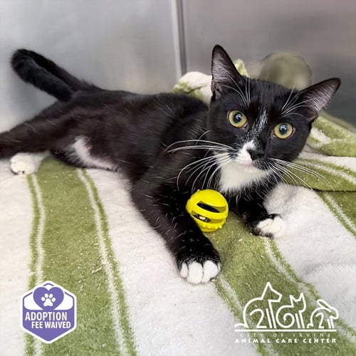 JUBBLY - Domestic Short Hair available for adoption
