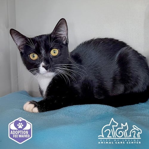 JUBBLY - Domestic Short Hair available for adoption