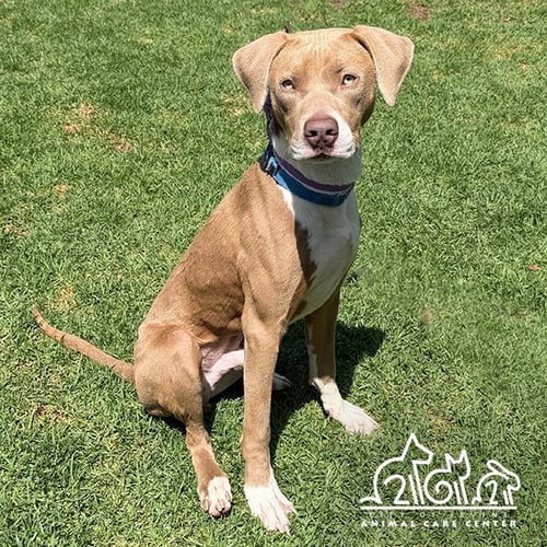 BUSTER - Pit Bull Terrier available for adoption
