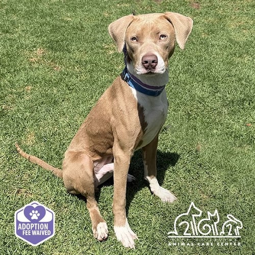 BUSTER - Pit Bull Terrier available for adoption