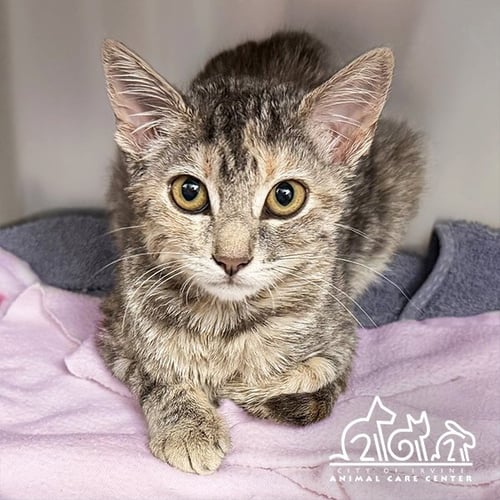 BETH - Domestic Short Hair for adoption in Irvine