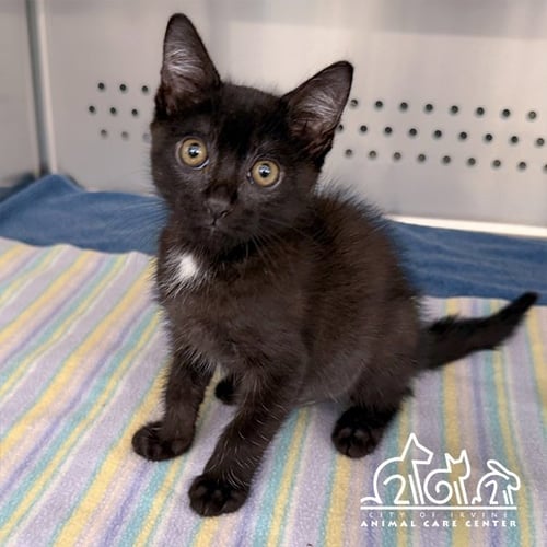 LOKI - Domestic Short Hair for adoption in Irvine