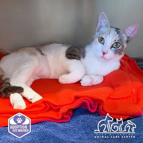DUCHESS - Domestic Short Hair available for adoption