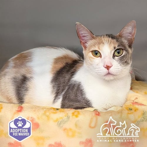 DUCHESS - Domestic Short Hair available for adoption