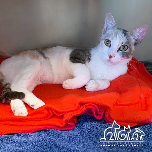 DUCHESS - Domestic Short Hair available for adoption