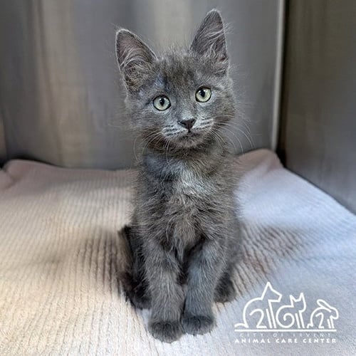 EQUINOX - Domestic Short Hair available for adoption