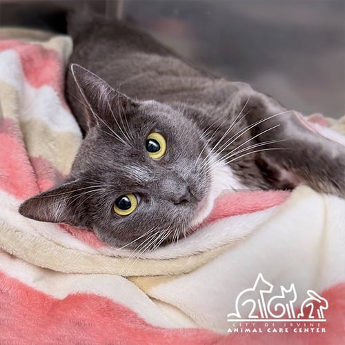 DUSTY - Domestic Short Hair available for adoption