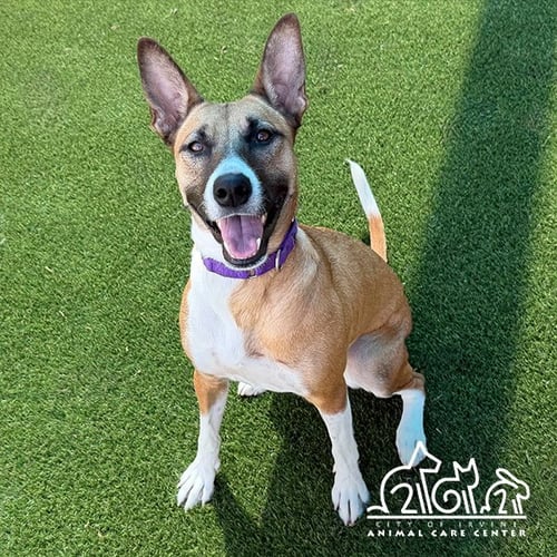 DAISY MAY - German Shepherd Dog / Basenji for adoption in Irvine