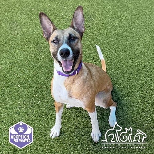 DAISY MAY - German Shepherd Dog / Basenji available for adoption