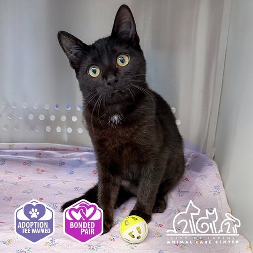 STARLING - Domestic Short Hair available for adoption