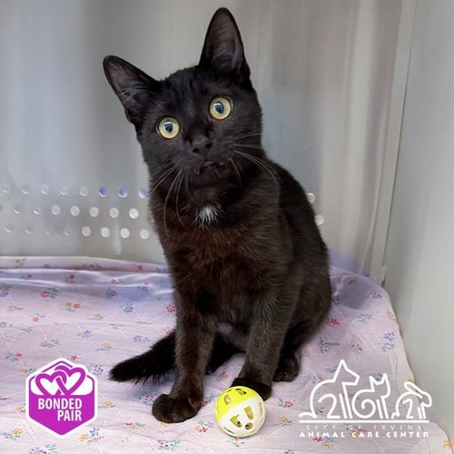 STARLING - Domestic Short Hair available for adoption