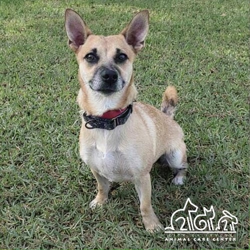 COCOA - Chihuahua for adoption in Irvine