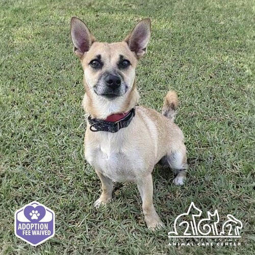 COCOA - Chihuahua available for adoption