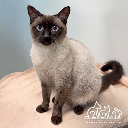 BECKY - Siamese for adoption in Irvine