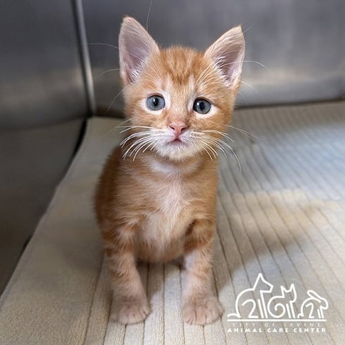 GORGE - Domestic Short Hair available for adoption