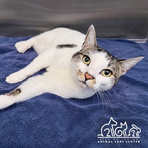 PENNY - Domestic Short Hair for adoption in Irvine