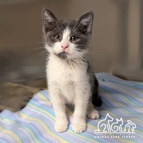 ENVIE - Domestic Short Hair available for adoption