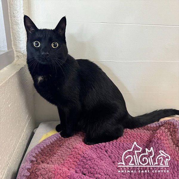 LAILA - Domestic Short Hair for adoption in Irvine