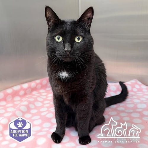 LAILA - Domestic Short Hair available for adoption