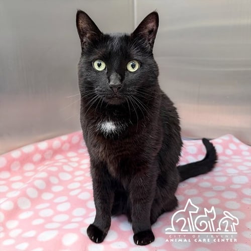 LAILA - Domestic Short Hair for adoption in Irvine
