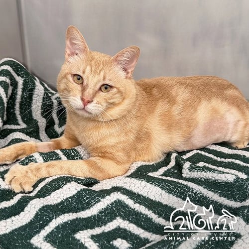 APRICOT - Domestic Short Hair for adoption in Irvine